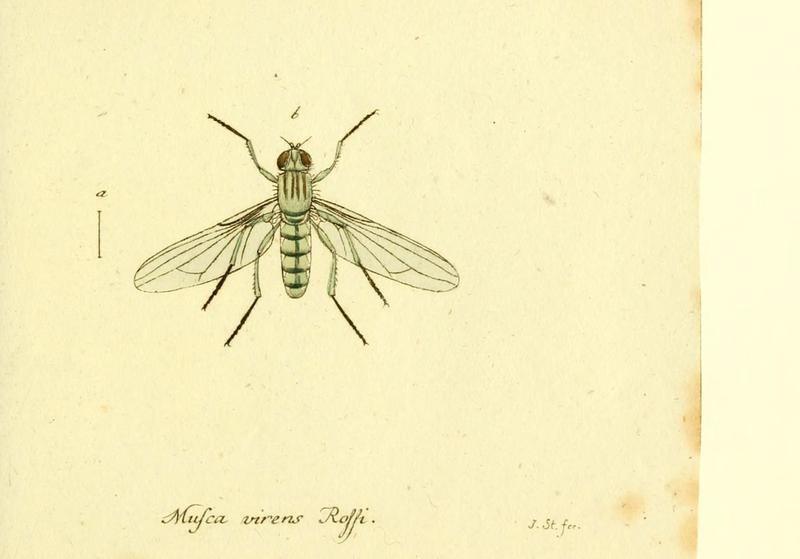 Fauna Germanica, Diptera (6046272600)