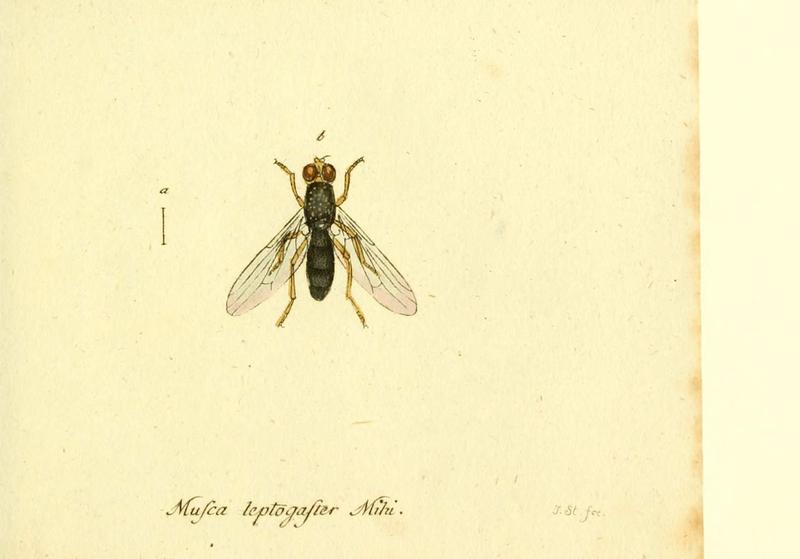 Fauna Germanica, Diptera (6046273662)