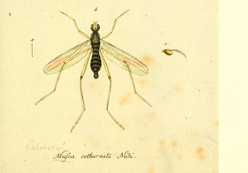 Fauna Germanica, Diptera (6046273934)