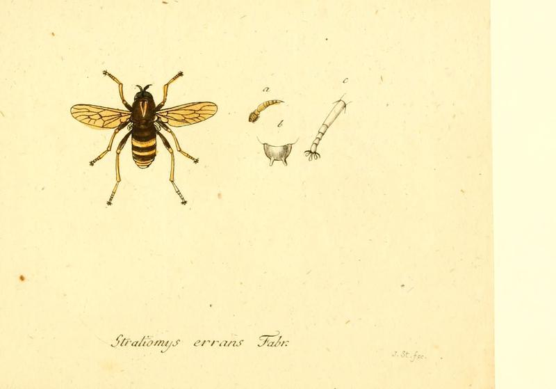 Fauna Germanica, Diptera (6046276026)