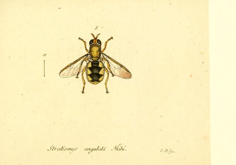 Fauna Germanica, Diptera (6046276614)