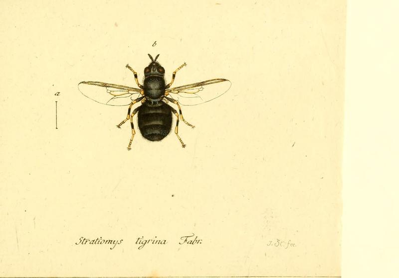 Fauna Germanica, Diptera (6046276994)