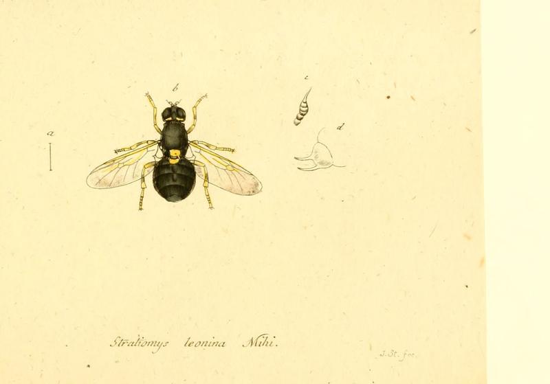 Fauna Germanica, Diptera (6046277626)