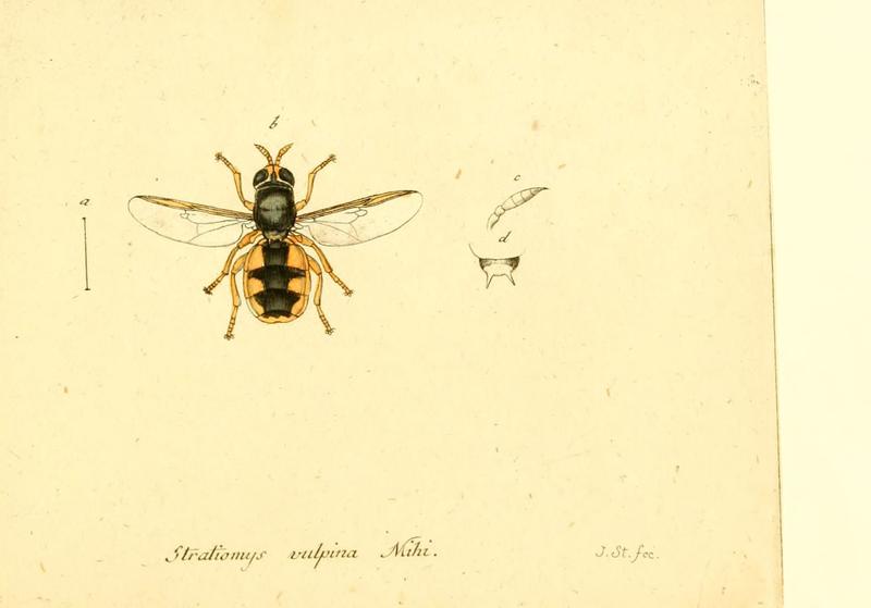 Fauna Germanica, Diptera (6046278458)