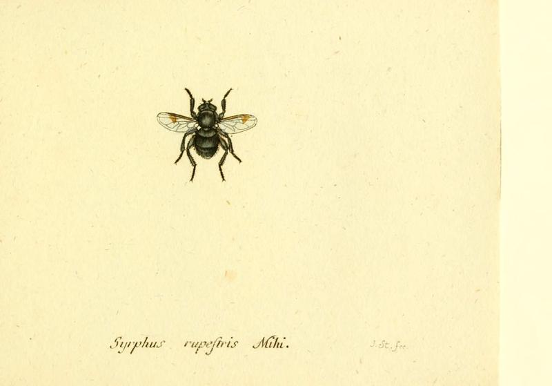 Fauna Germanica, Diptera (6046280464)