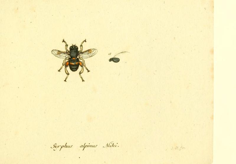 Fauna Germanica, Diptera (6046280850)