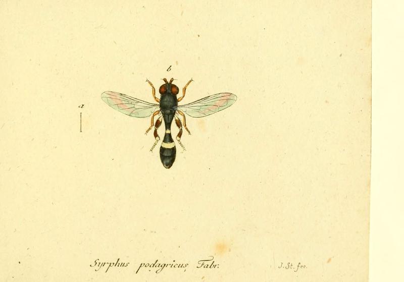 Fauna Germanica, Diptera (6046281398)