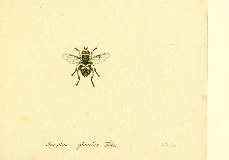 Fauna Germanica, Diptera (6046281648)