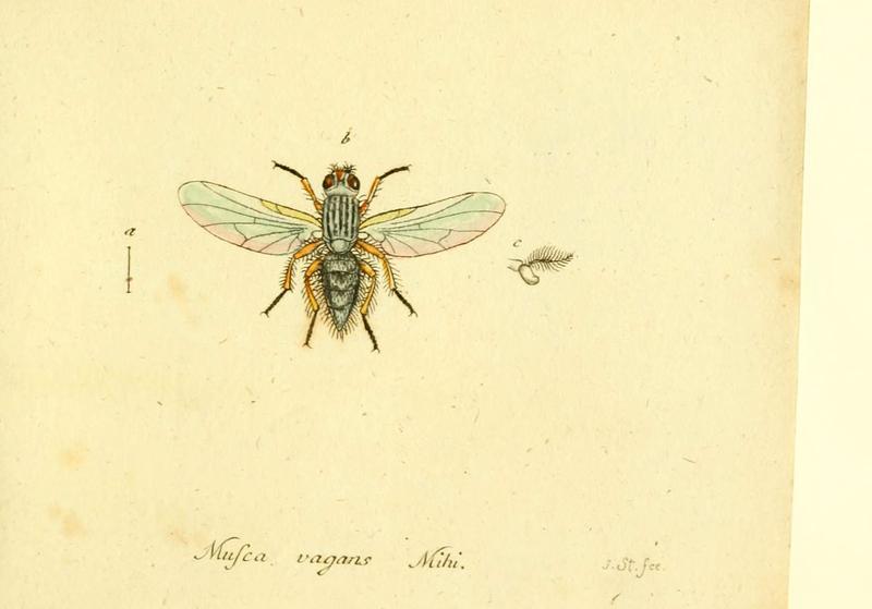 Fauna Germanica, Diptera (6046281886)