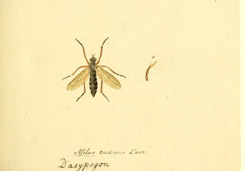 Fauna Germanica, Diptera 1793, vol.1, p14, Asilus teutonus Linn. Dasypogon