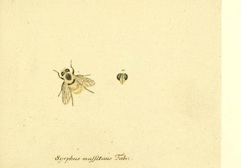 Fauna Germanica, Diptera 1793, vol.1, p26, Syrphus mussitans Fabr.