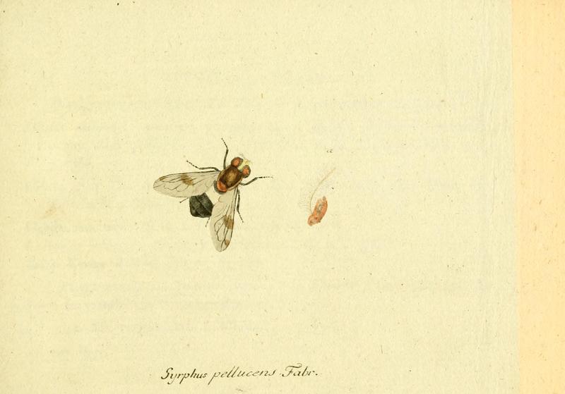 Fauna Germanica, Diptera 1793, vol.1, p30, Syrphus pellucens Fabr.