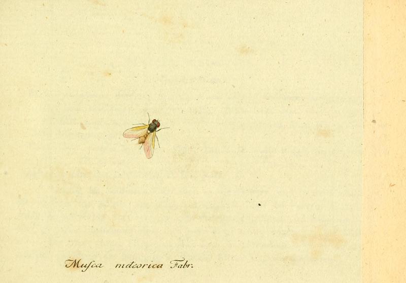 Fauna Germanica, Diptera 1793, vol.1, p34, Musca meteorica Fabr.
