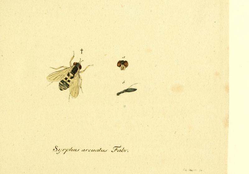 Fauna Germanica, Diptera 1793, vol.1, p38, Syrphus arcuatus Fabr.