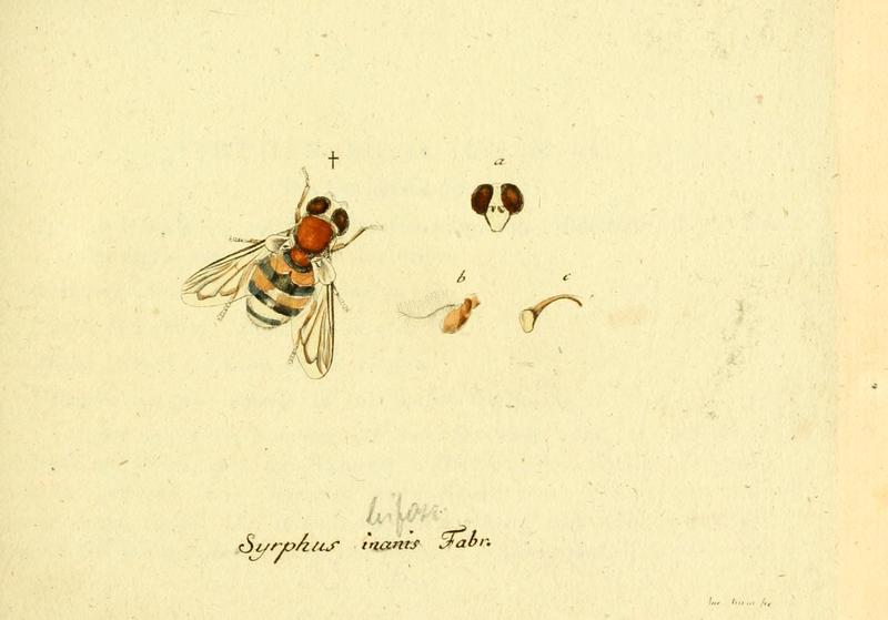 Fauna Germanica, Diptera 1793, vol.1, p42, Syrphus inanis Fabr.