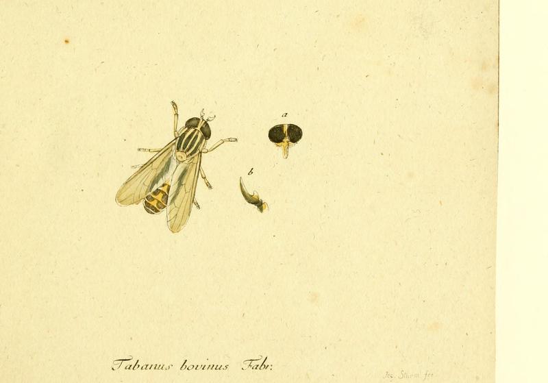 Fauna Germanica, Diptera 1793, vol.1, p46, Tabanus bovinus Fabr.