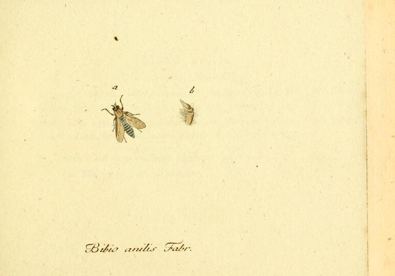 Fauna Germanica, Diptera 1793, vol.1, p50, Bibio anilis Fabr.