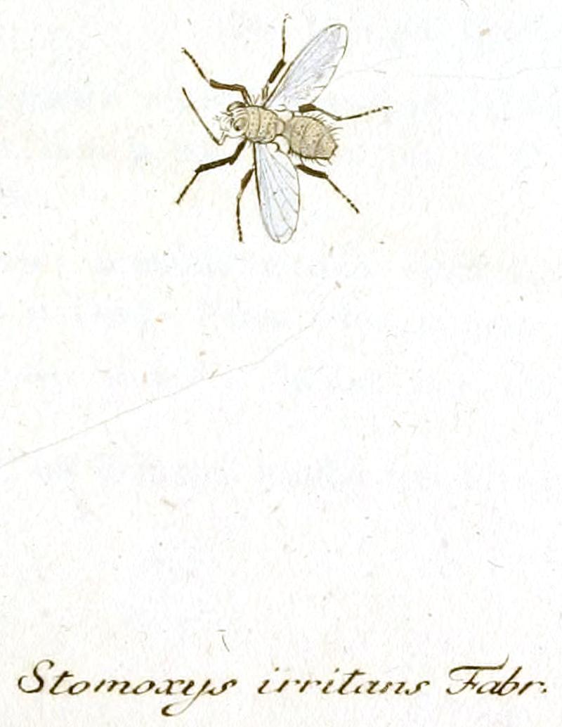 Fauna Germanica, Diptera 1793, vol.1, p54, Stomoxys irritans Fabr., whitened, cut out