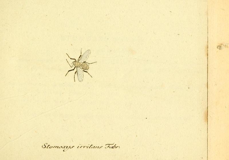 Fauna Germanica, Diptera 1793, vol.1, p54, Stomoxys irritans Fabr.