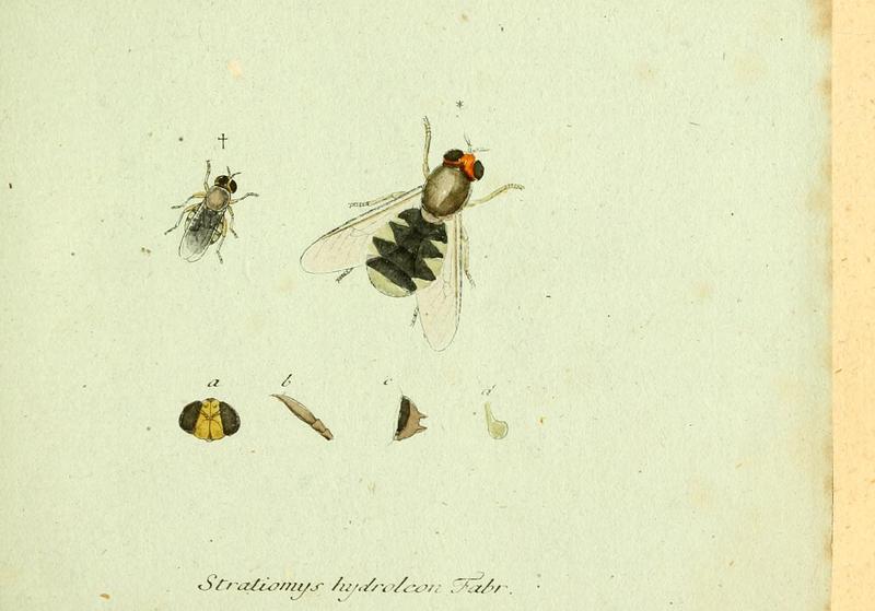 Fauna Germanica, Diptera 1793, vol.1, p58, Stratiomys hydroleon Fabr.