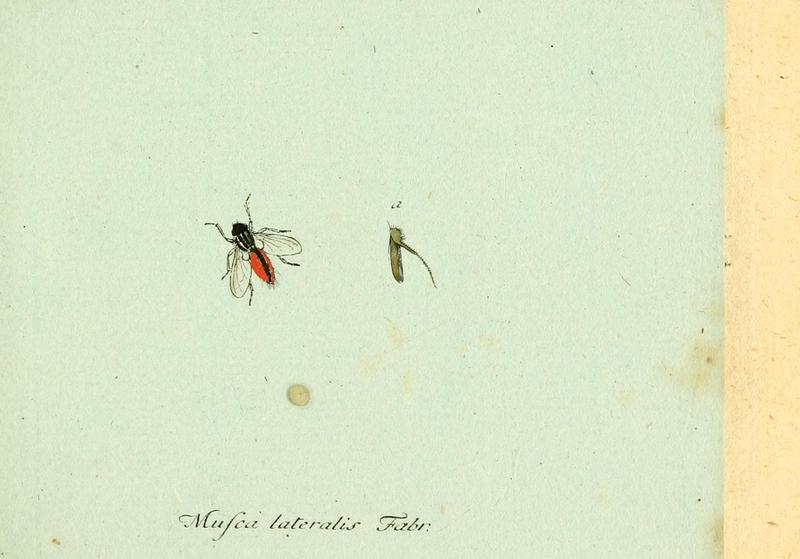 Fauna Germanica, Diptera 1793, vol.1, p62, Musca lateralis Fabr.