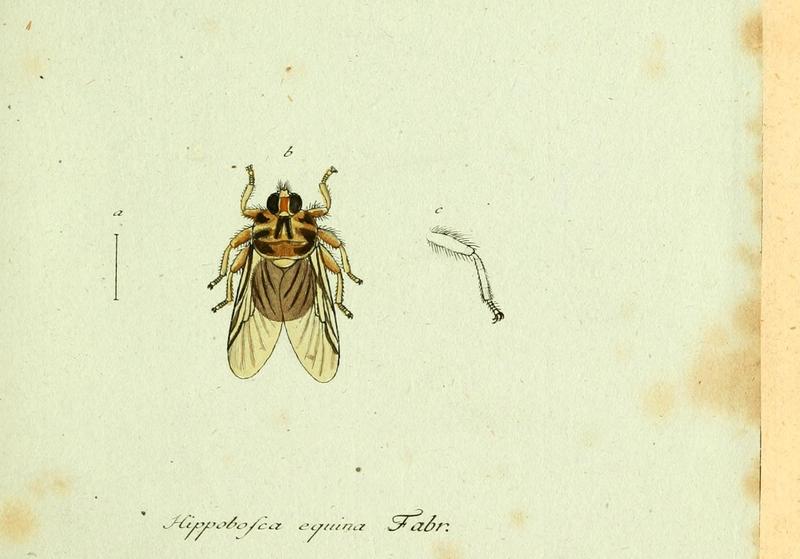 Fauna Germanica, Diptera 1793, vol.1, p66, Hippobosca equina Fabr.