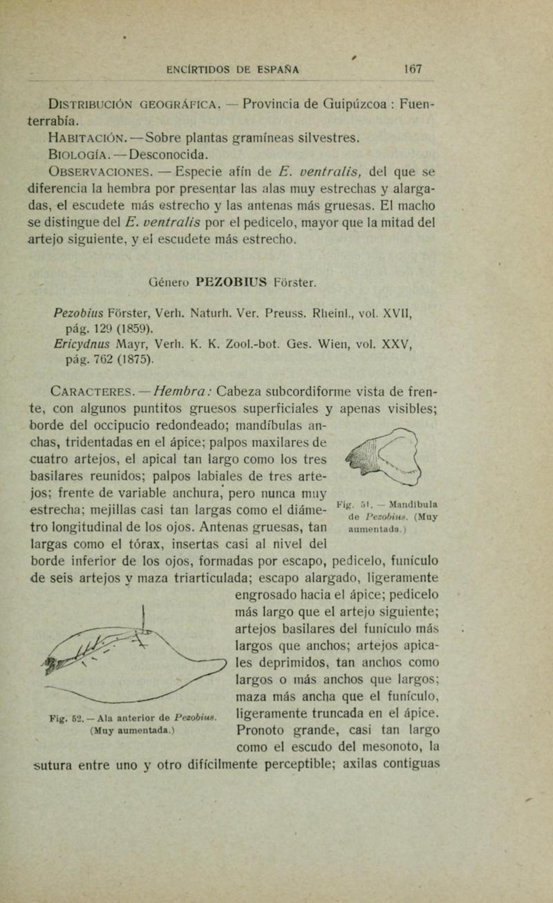 Fauna ibérica (Page 167) BHL10940222