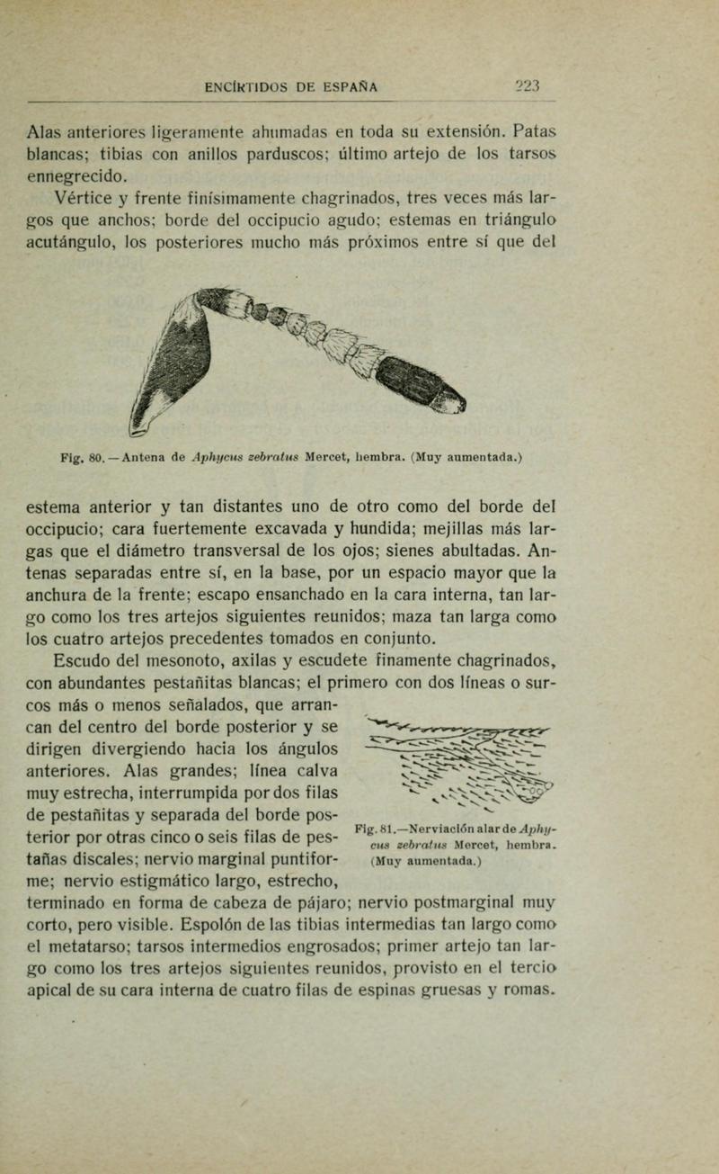 Fauna ibérica (Page 223) BHL10940278