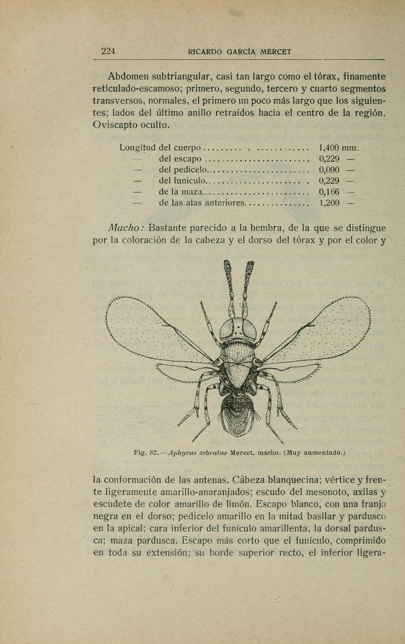 Fauna ibérica (Page 224) BHL10940279