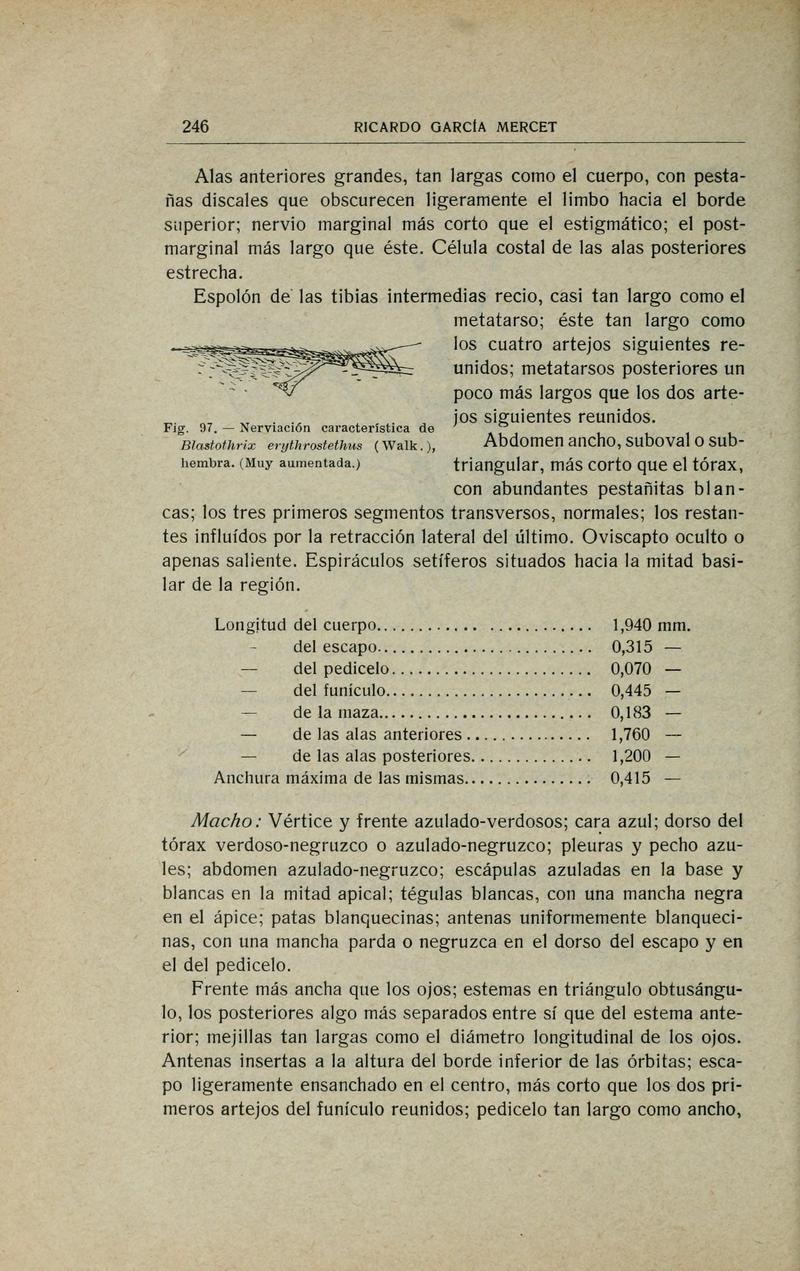 Fauna ibérica (Page 246) BHL10940301