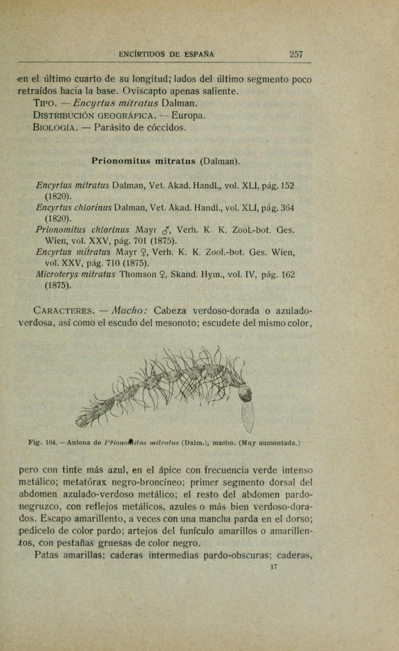 Fauna ibérica (Page 257) BHL10940312