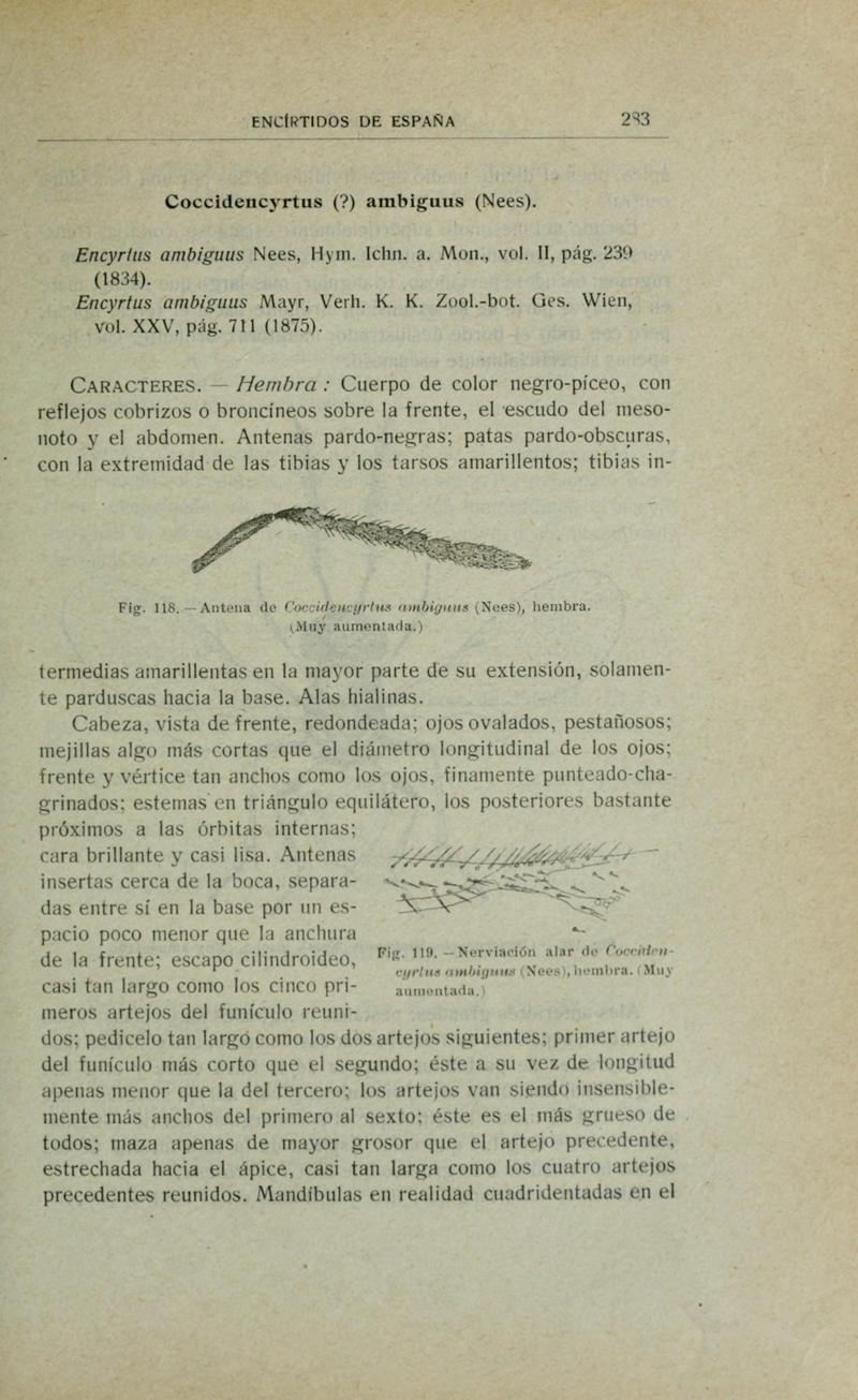 Fauna ibérica (Page 283) BHL10940338