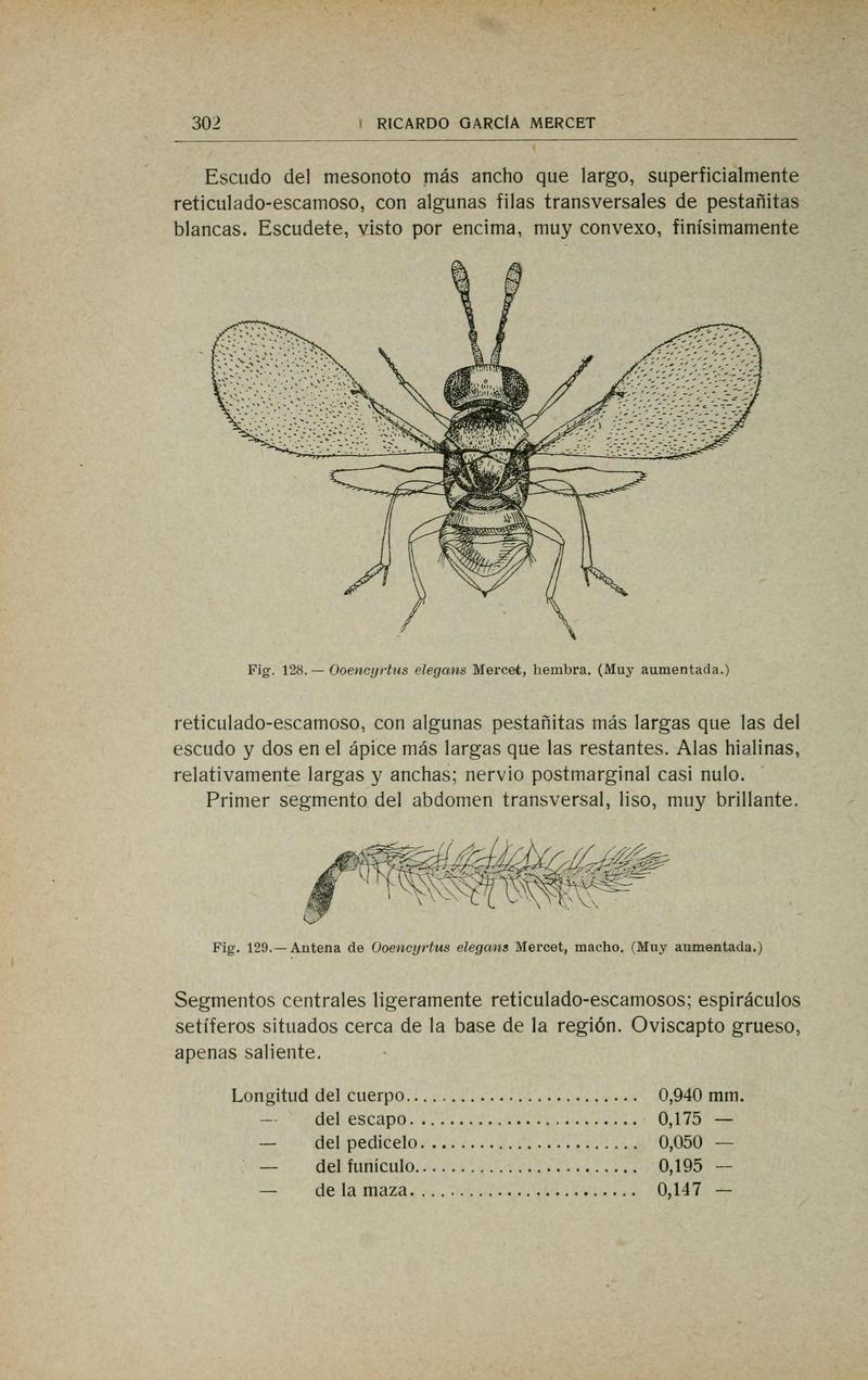 Fauna ibérica (Page 302) BHL10940357