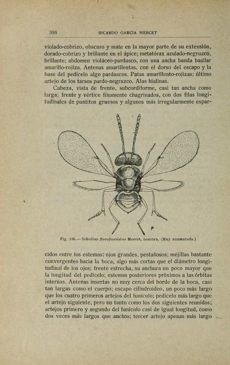 Fauna ibérica (Page 316) BHL10940371