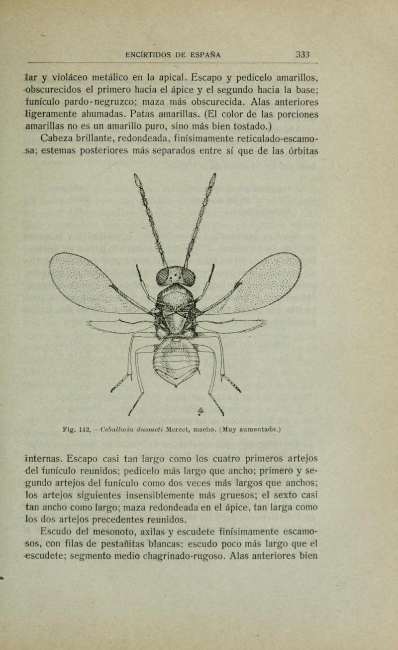 Fauna ibérica (Page 333) BHL10940388