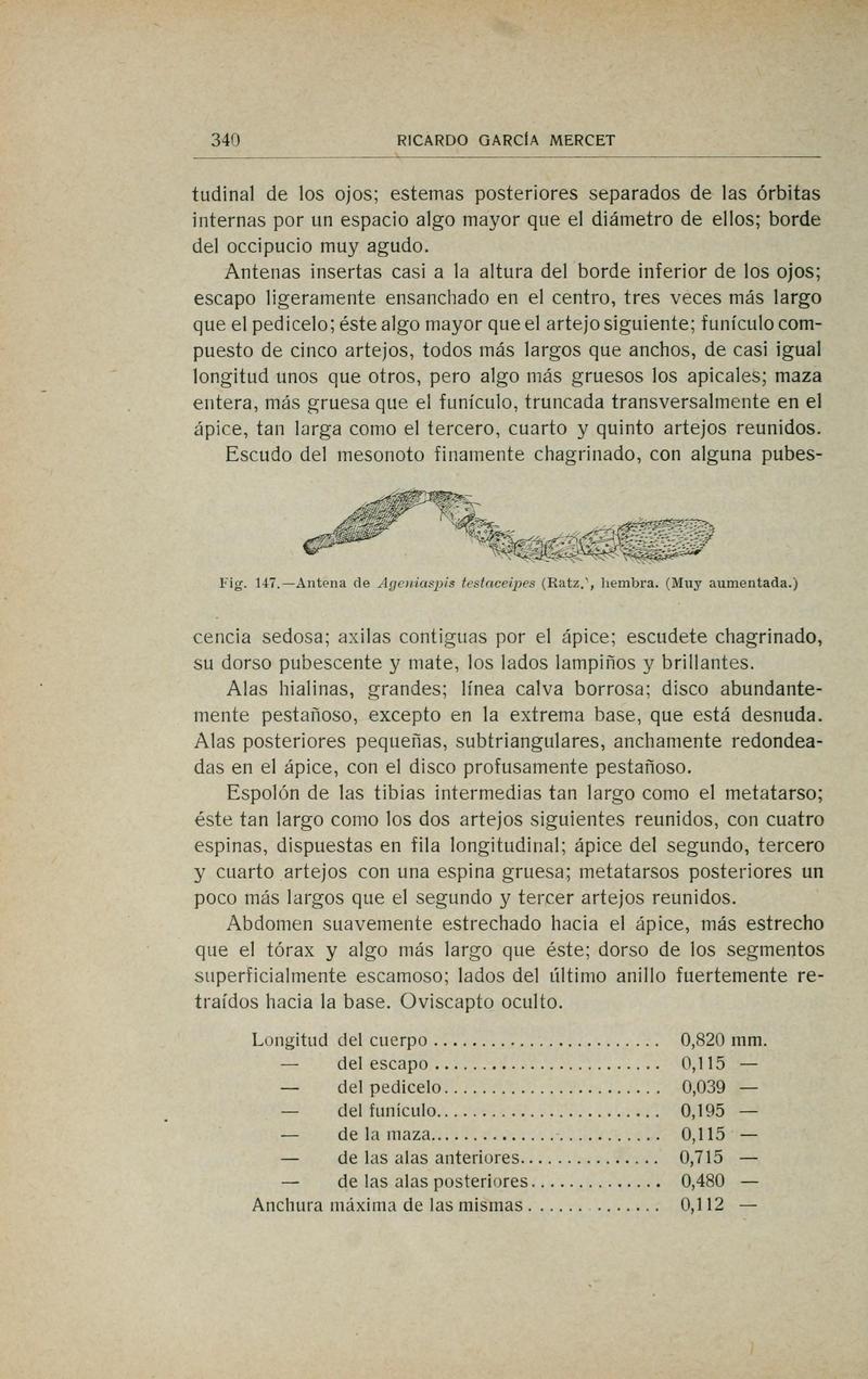 Fauna ibérica (Page 340) BHL10940395