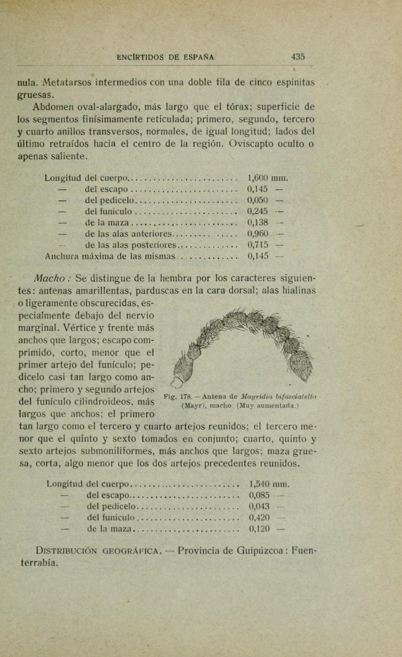 Fauna ibérica (Page 435) BHL10940490