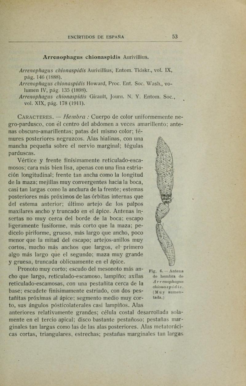 Fauna ibérica (Page 53) BHL10940108