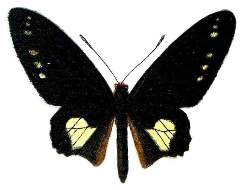 FaunaamericanparsII1plate1, Parides chabrias chabrias ♂