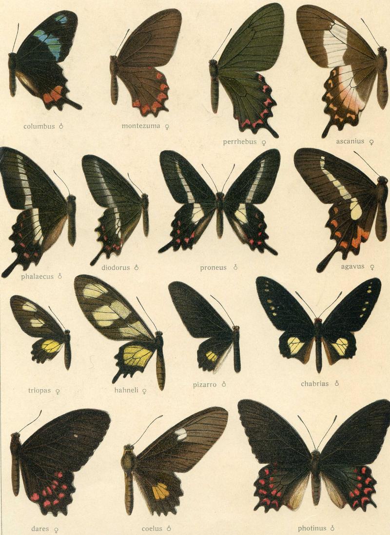 d1 Pinkspotted Cattleheart dares form female upperwing d3 Pinkspotted Cattleheart male upperwing