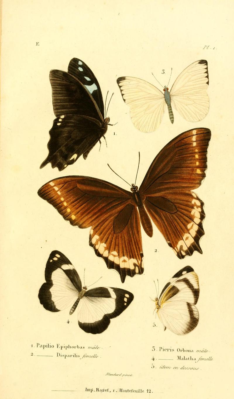 Faune entomologique de Madagascar, Bourbon et Maurice (Pl. 1) (7038665735)