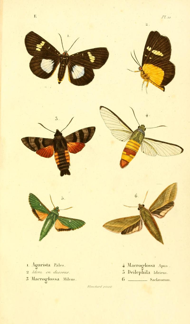 Faune entomologique de Madagascar, Bourbon et Maurice (Pl. 10) (6892578630)