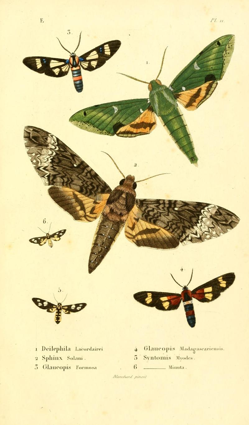 Faune entomologique de Madagascar, Bourbon et Maurice (Pl. 11) (6892579402)