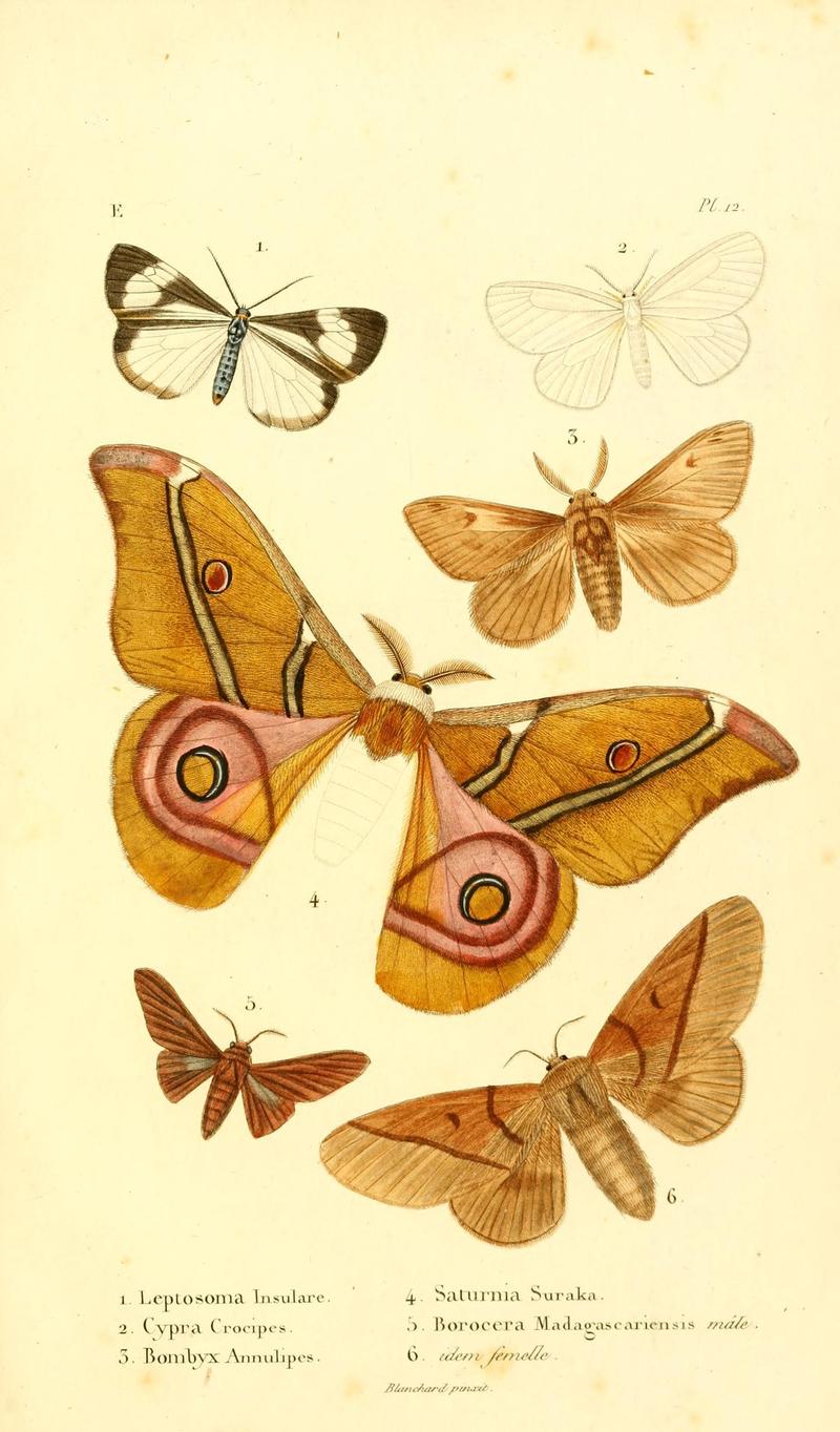 Faune entomologique de Madagascar, Bourbon et Maurice (Pl. 12) (7038675441)