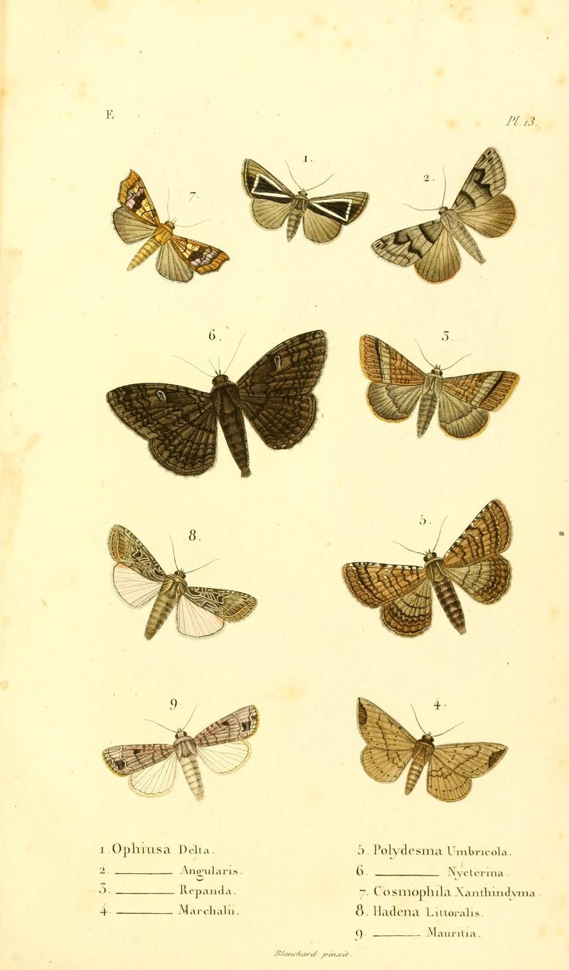 Faune entomologique de Madagascar, Bourbon et Maurice (Pl. 13) (7038676113)