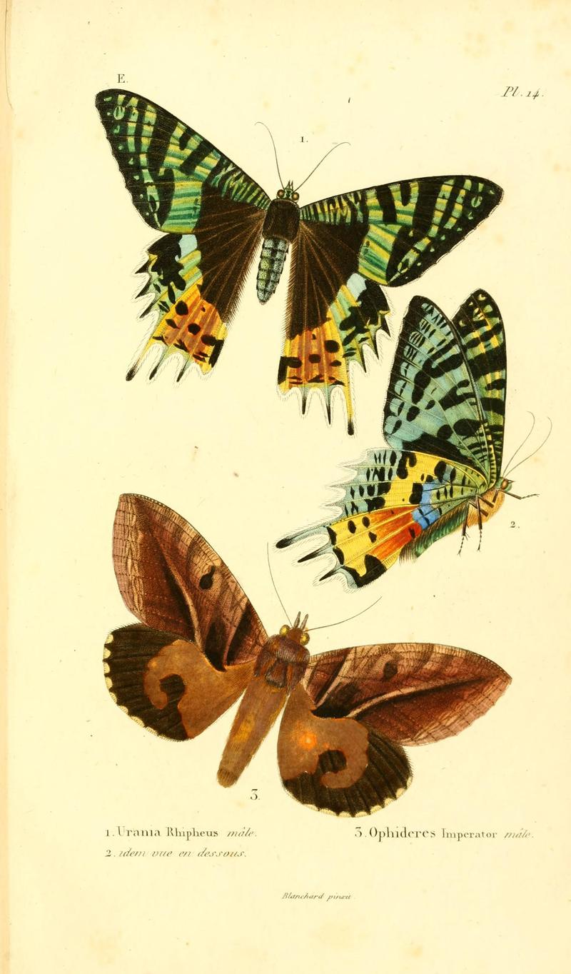 Faune entomologique de Madagascar, Bourbon et Maurice (Pl. 14) (6892581272)