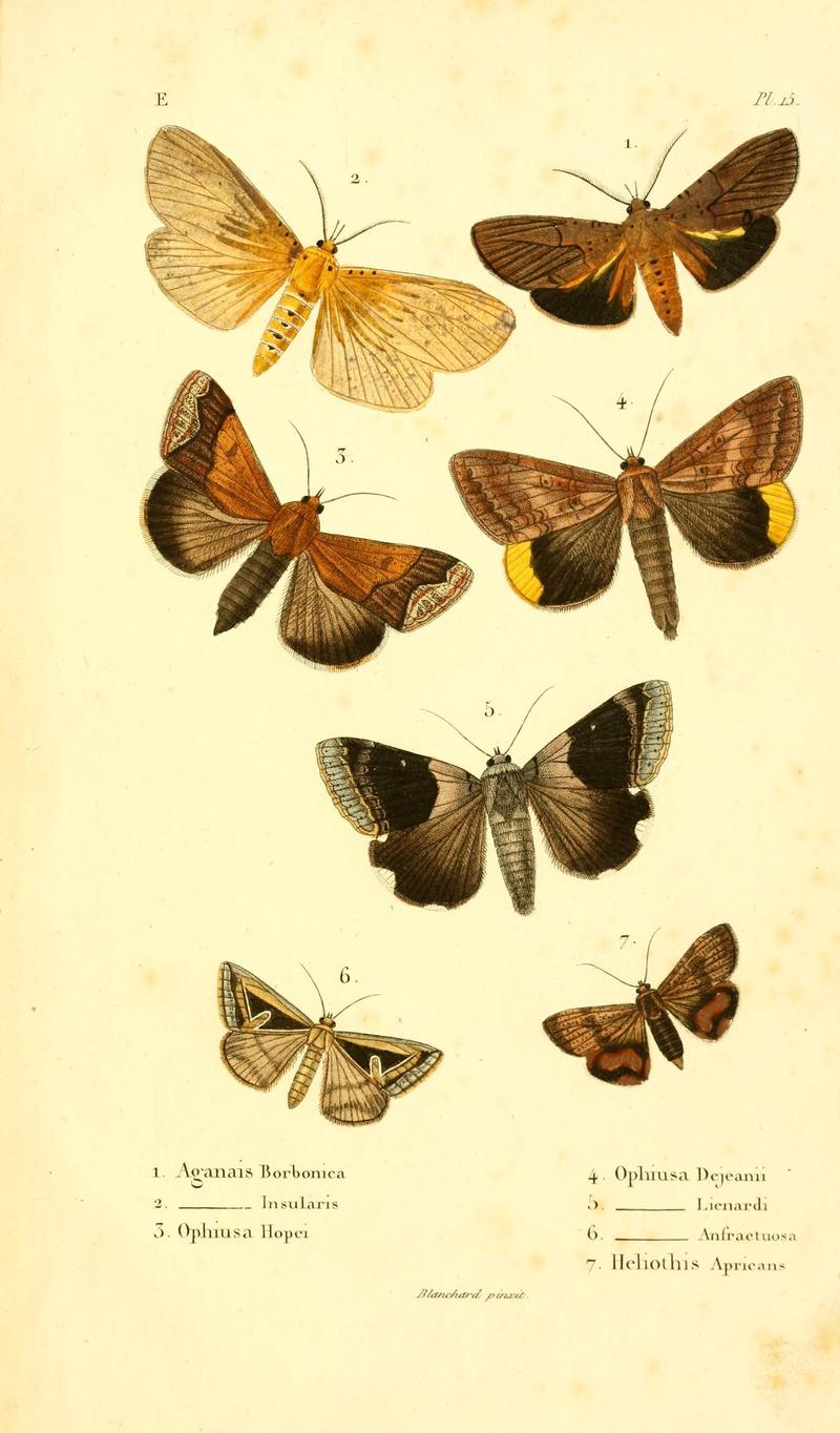 Faune entomologique de Madagascar, Bourbon et Maurice (Pl. 15) (6892583344)