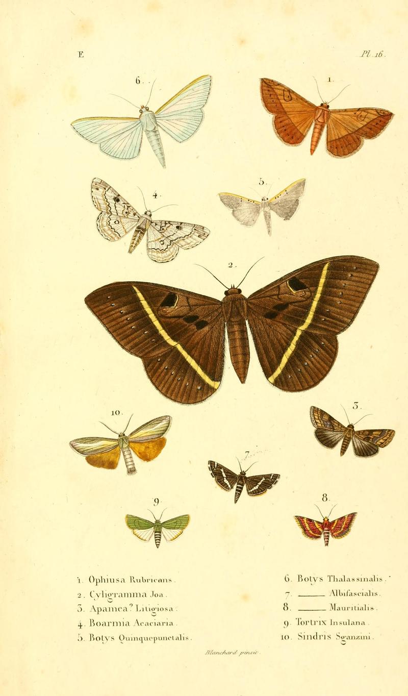 Faune entomologique de Madagascar, Bourbon et Maurice (Pl. 16) (6892582032)