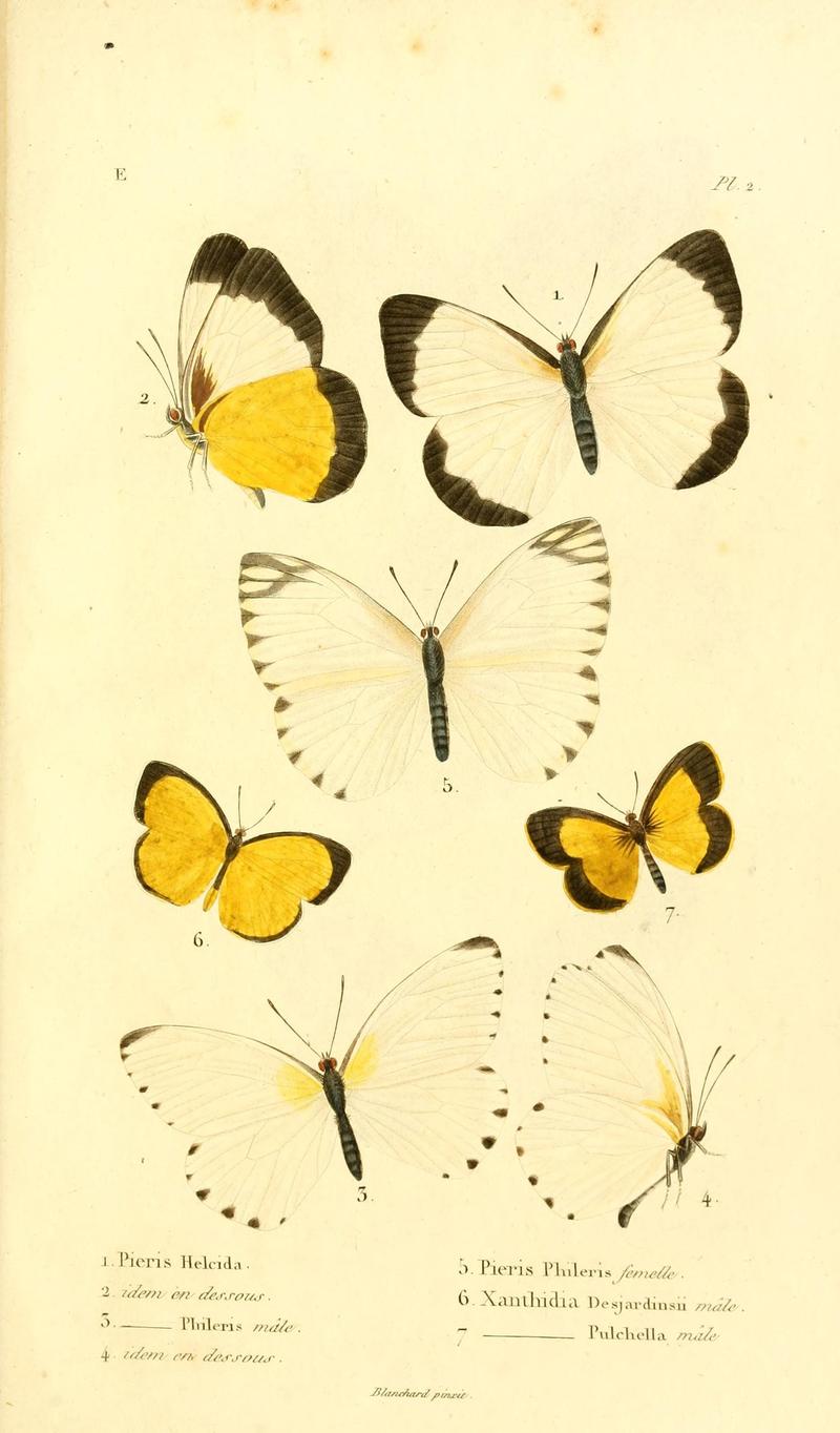Faune entomologique de Madagascar, Bourbon et Maurice (Pl. 2) (7038668091)