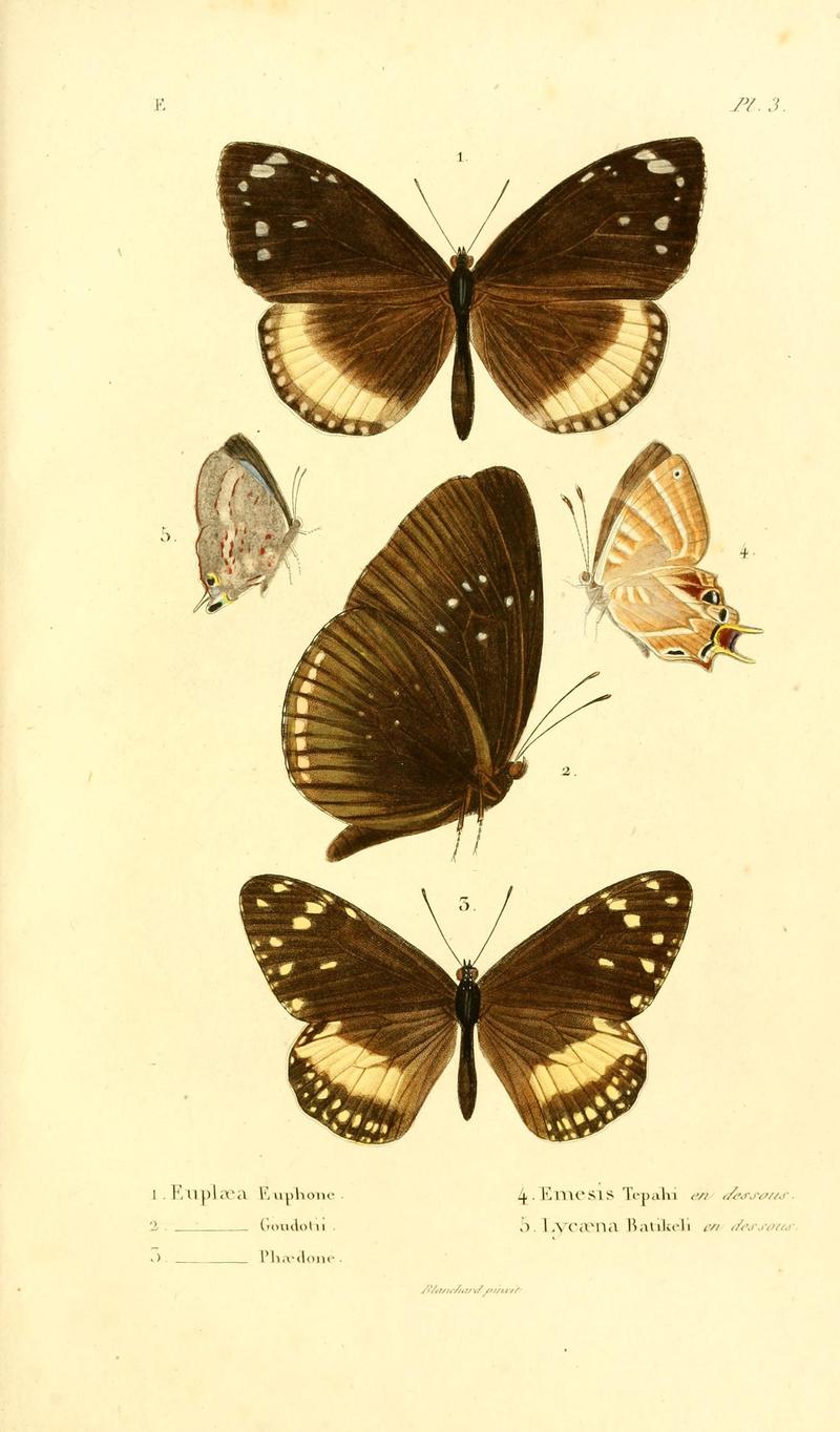Faune entomologique de Madagascar, Bourbon et Maurice (Pl. 3) (6892573670)